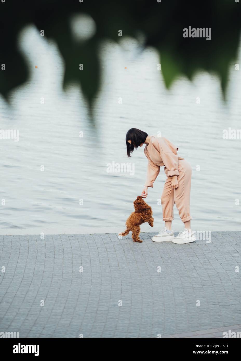 Redhead dog breed toy poodle walking with woman outdoors, female owner