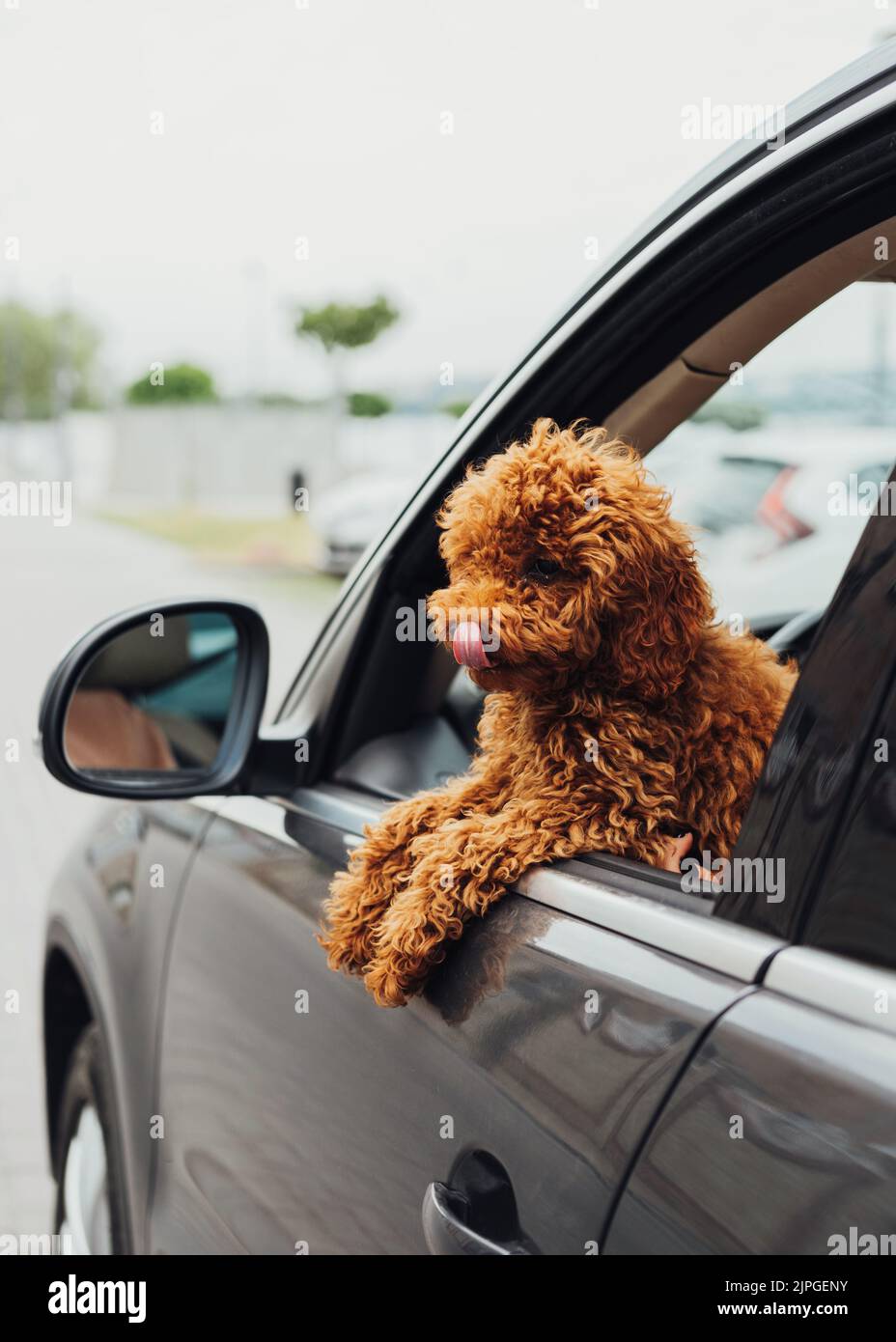 Dog Toy Car Royalty-Free Images, Stock Photos & Pictures