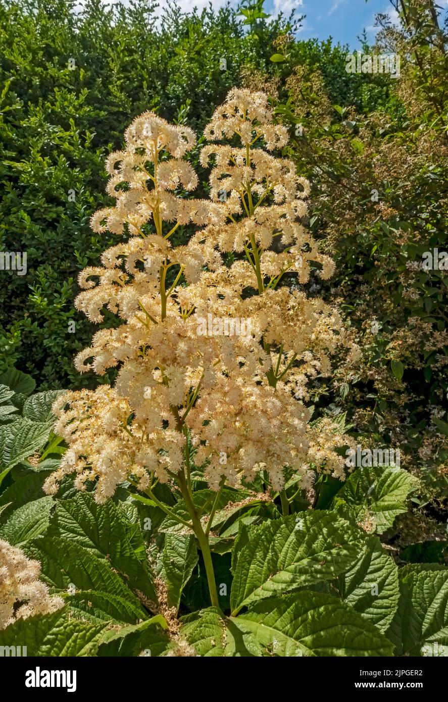 Close up of cream flowers of Rodgersia aesculifolia saxifragaceae perennial flowering flower in a cottage garden border in summer England UK Britain Stock Photo