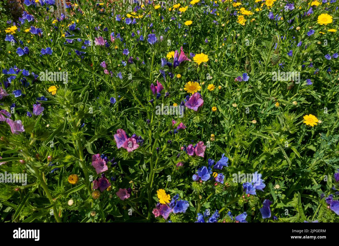 Close up of blue and pink echium and yellow corn marigold wildflowers flowers in a garden meadow in summer England UK United Kingdom GB Great Britain Stock Photo