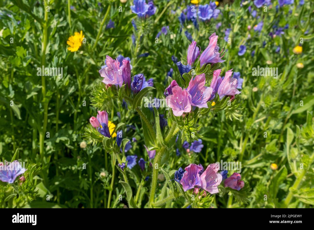 Close up of blue and pink echium wildflowers wild flowers in a garden meadow in summer England UK United Kingdom GB Great Britain Stock Photo
