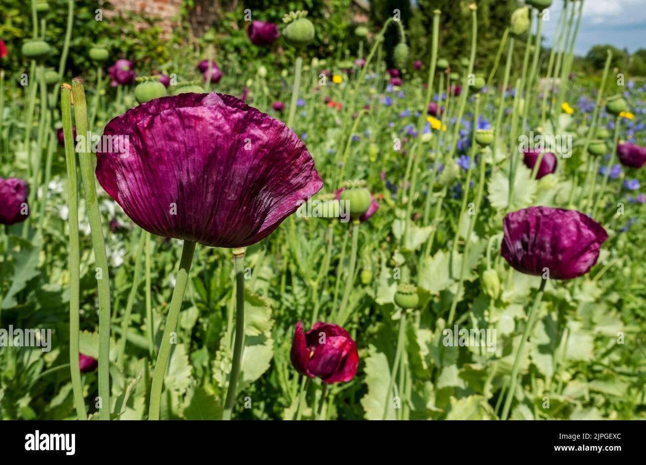 Close up of purple poppy poppies wild flowers flowers and seed heads seedheads growing in a garden border in summer England UK United Kingdom GB Great Stock Photo