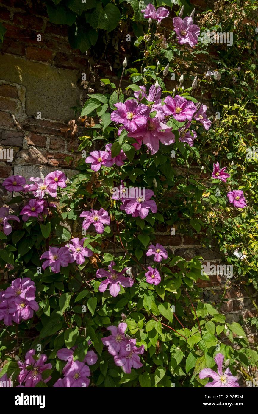 Close up of pink clematis flower flowers flowering climbing on a wall in the garden in summer England UK United Kingdom GB Great Britain Stock Photo