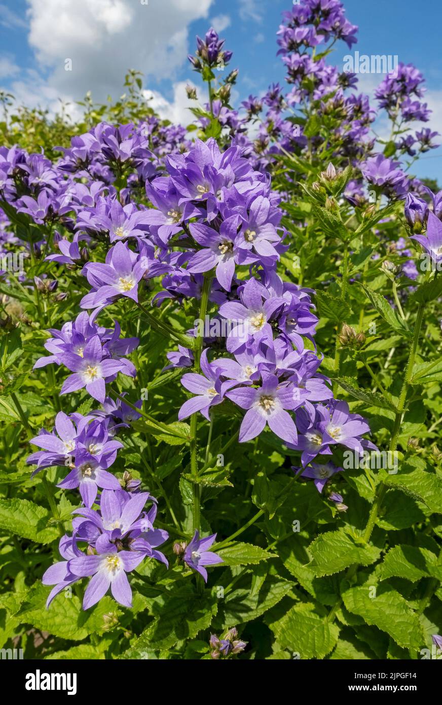 Close up of purple blue Bellflower campanula latifolia plant plants flower flowers flowering growing in a garden border summer England UK Britain Stock Photo