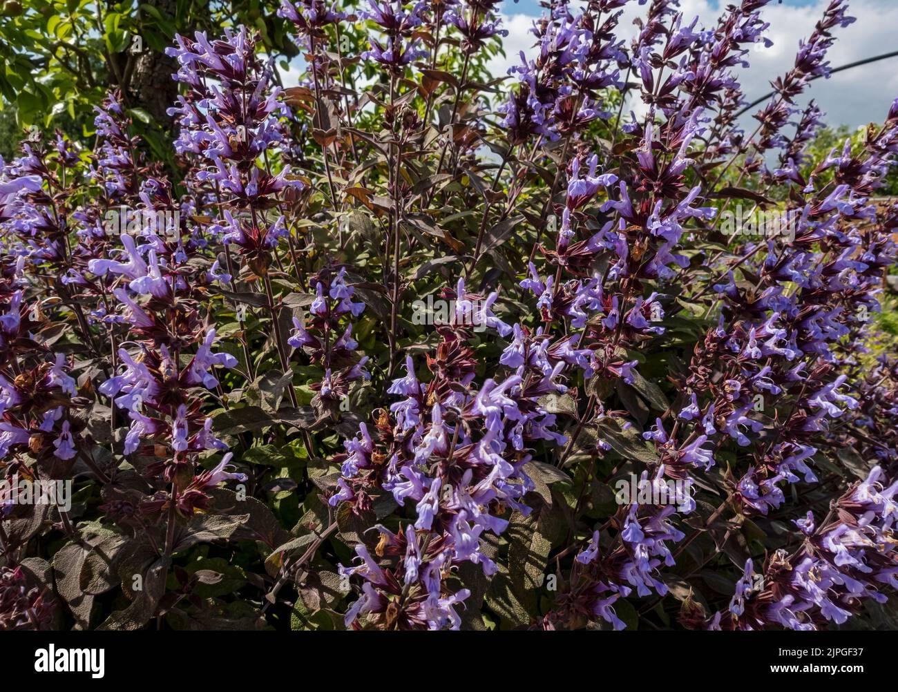 Sage purple summer flowers close hi res stock photography and images
