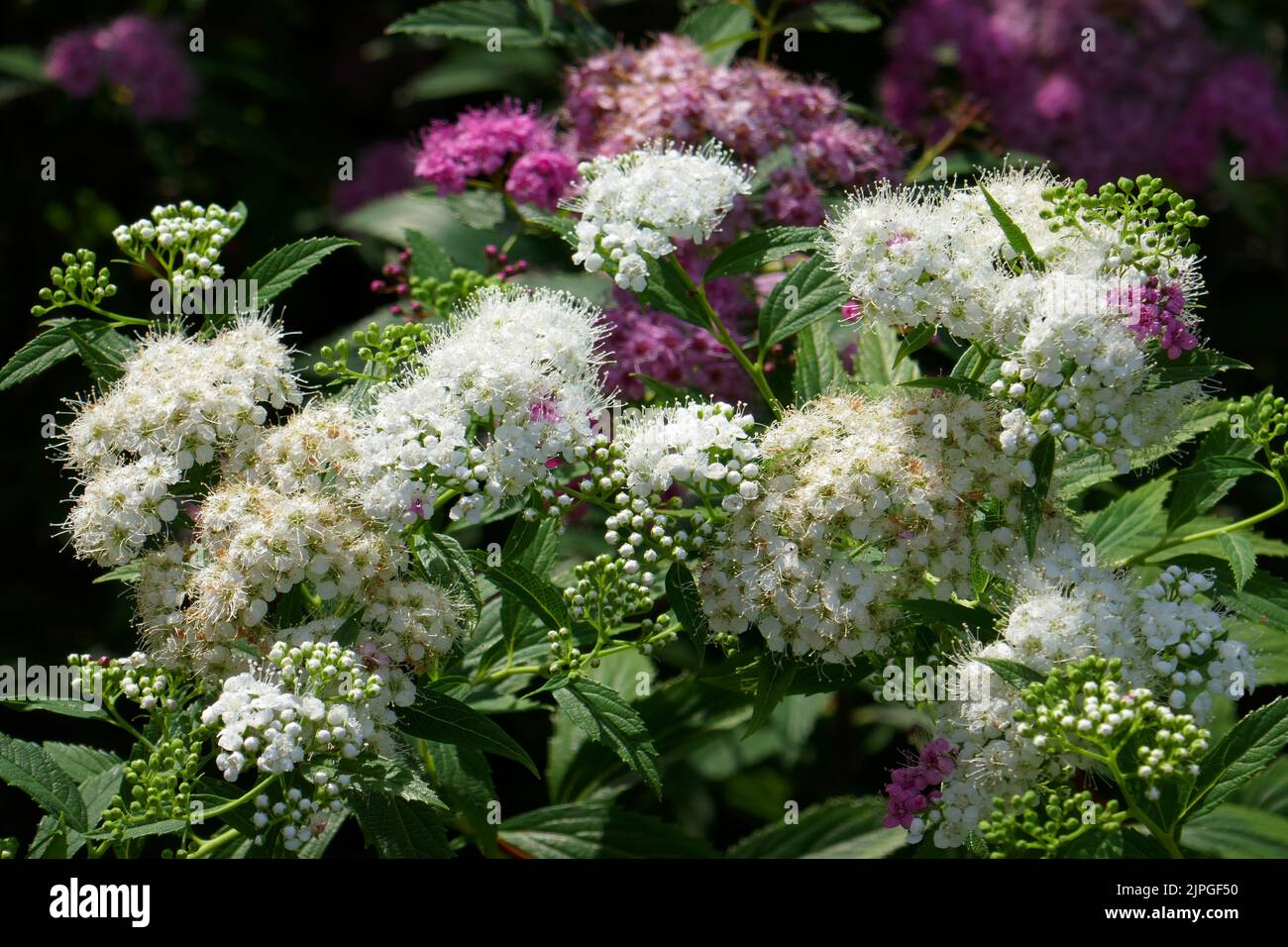 Weisse zwergspiere hi-res stock photography and images - Alamy