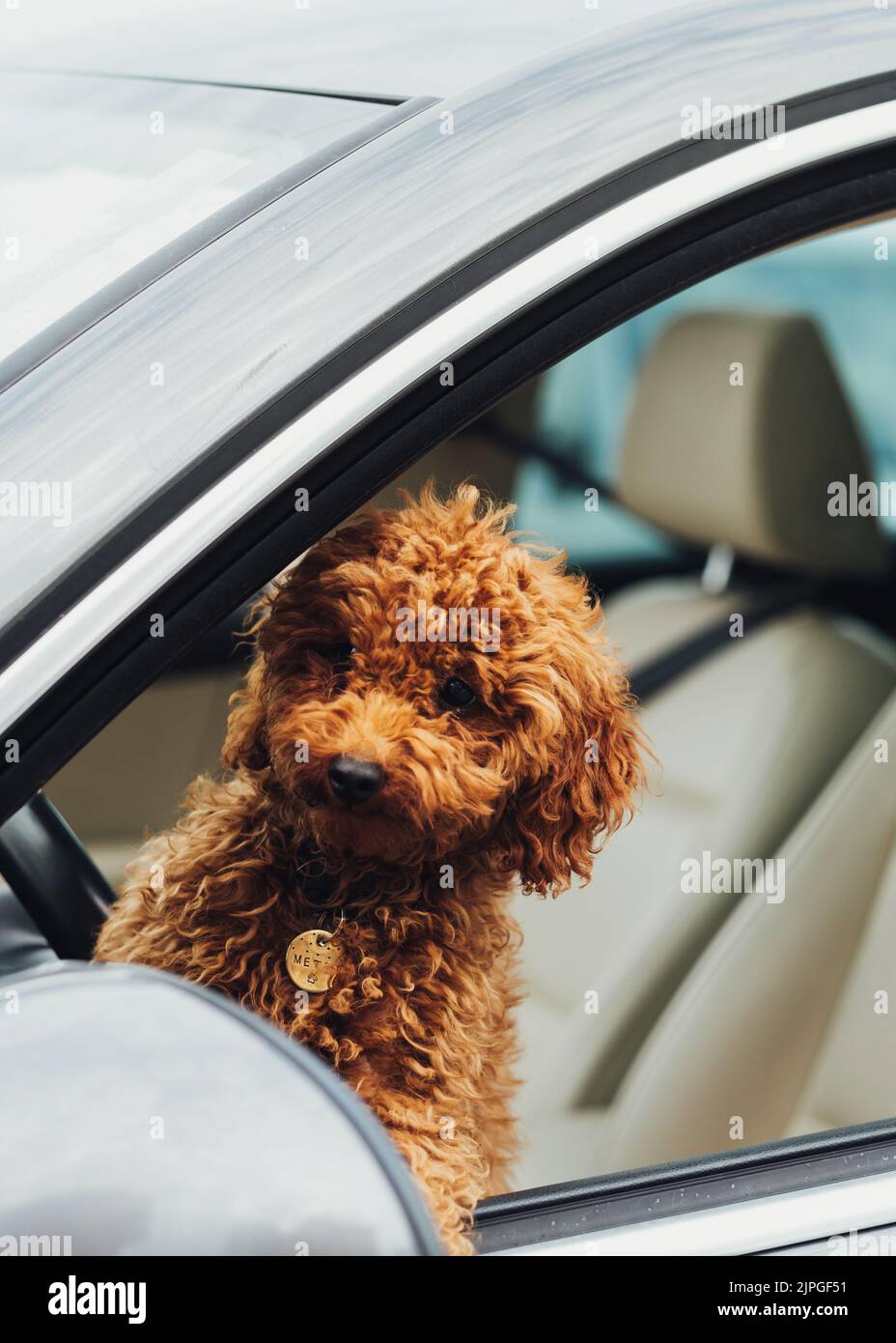 https://c8.alamy.com/comp/2JPGF51/dog-breed-toy-poodle-looking-out-from-the-car-window-beautiful-little-redhead-puppy-sitting-inside-automobile-2JPGF51.jpg