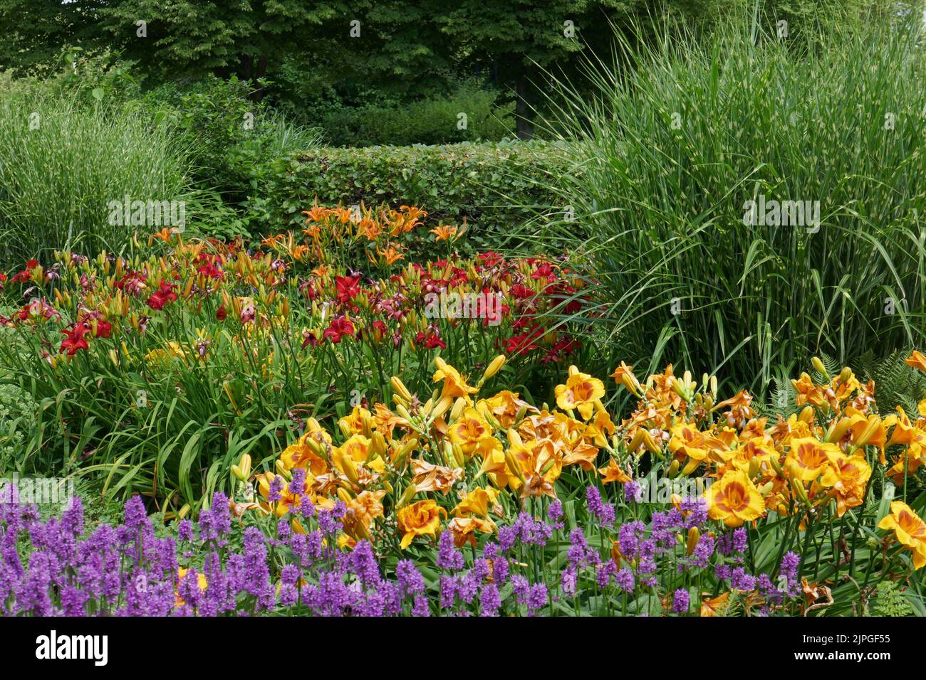 lily, flower bed, lilies, flower beds Stock Photo Alamy