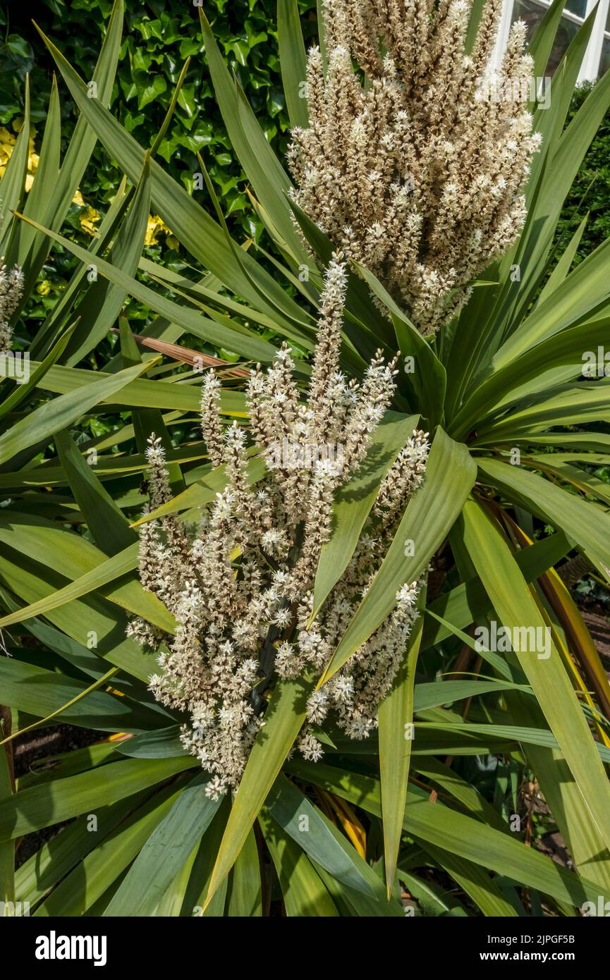 Close up of Cordyline australis cabbage tree palm flower flowers growing in a garden border in summer England UK United Kingdom GB Great Britain Stock Photo