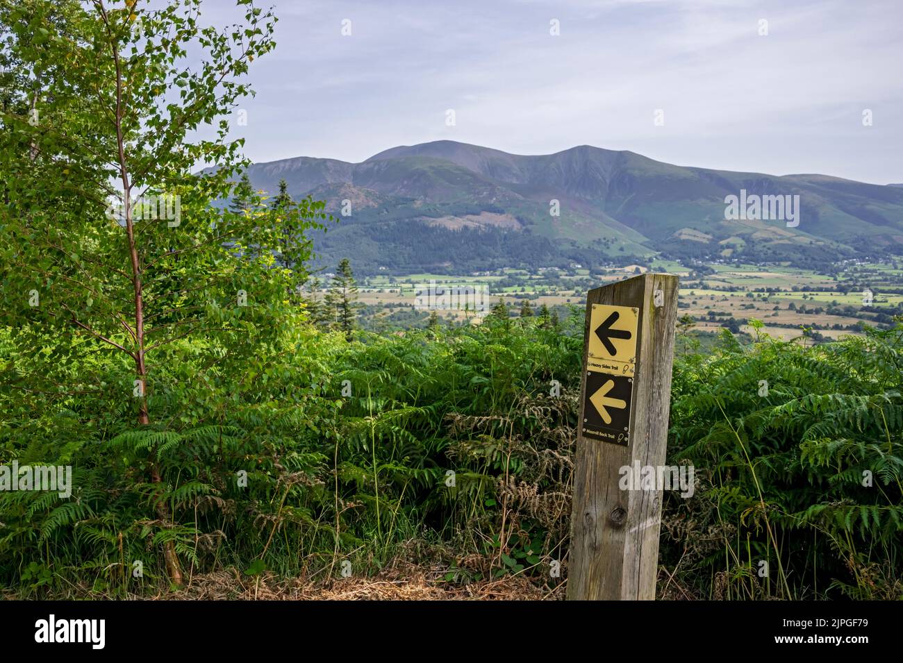 View from Noble Knott towards Skiddaw fells and woodland walk direction sign path in summer Whinlatter Forest Lake District Cumbria England UK Britain Stock Photo