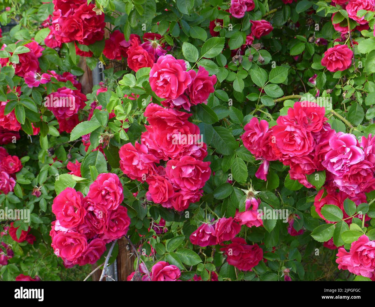 Roses in village Stock Photo - Alamy