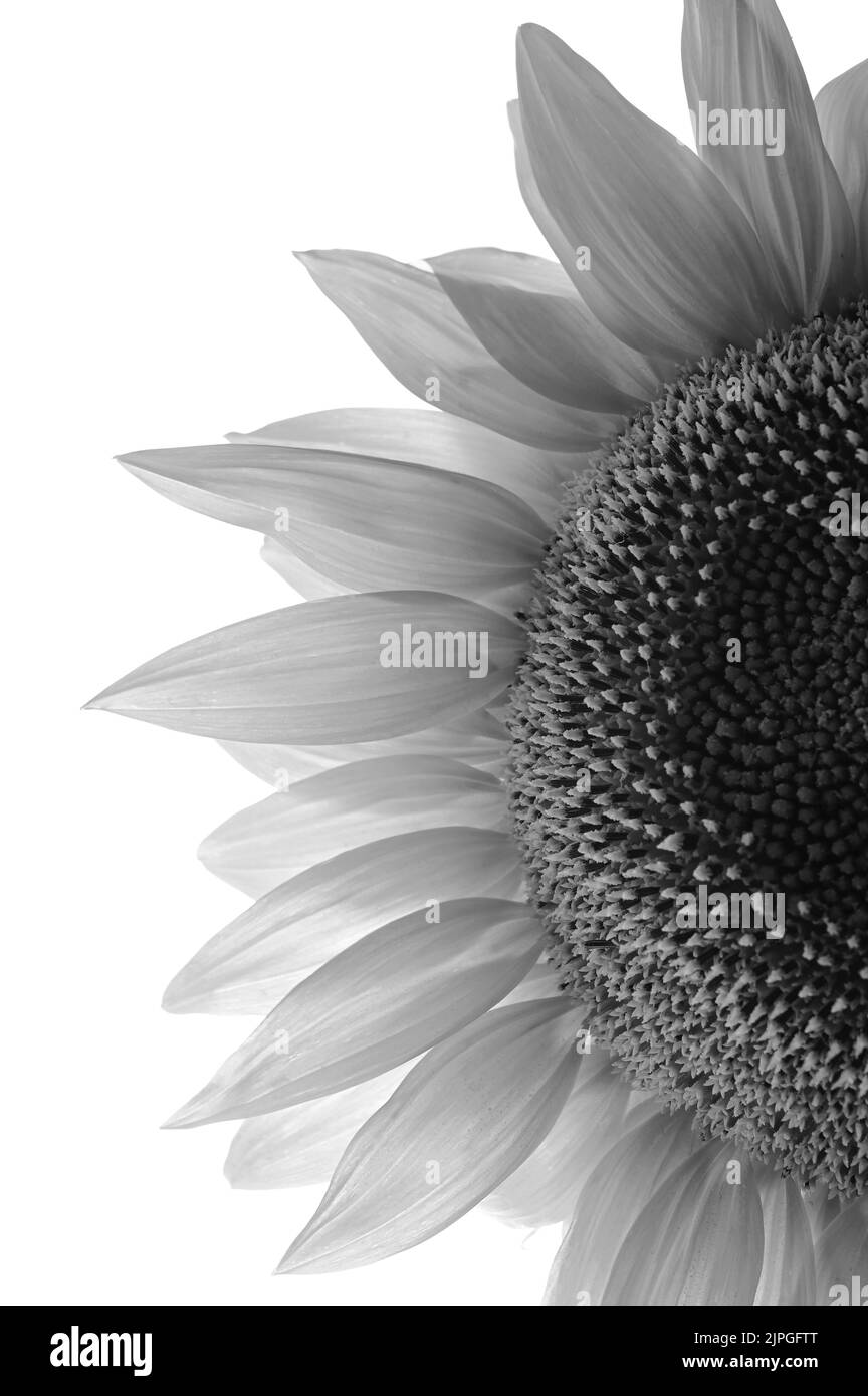 Black and White Details of Sunflower in Studio Stock Photo - Alamy