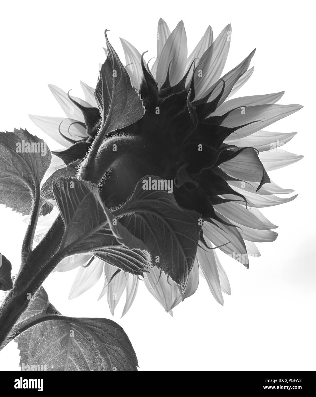 Black and White Details of Sunflower in Studio Stock Photo