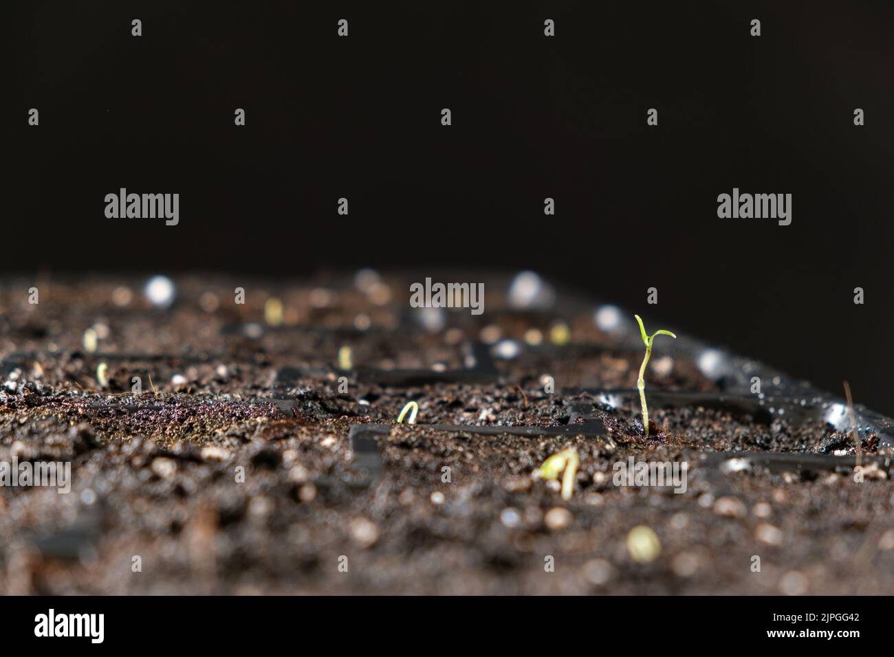 Growing tomatoes from seeds, step by step. Step 4 the first sprout