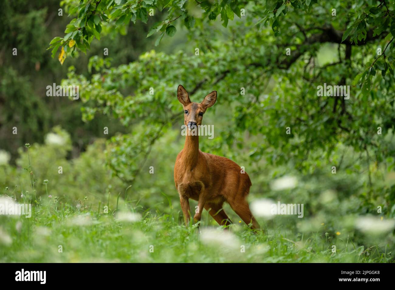 deer, deers, roe deer, stag Stock Photo - Alamy