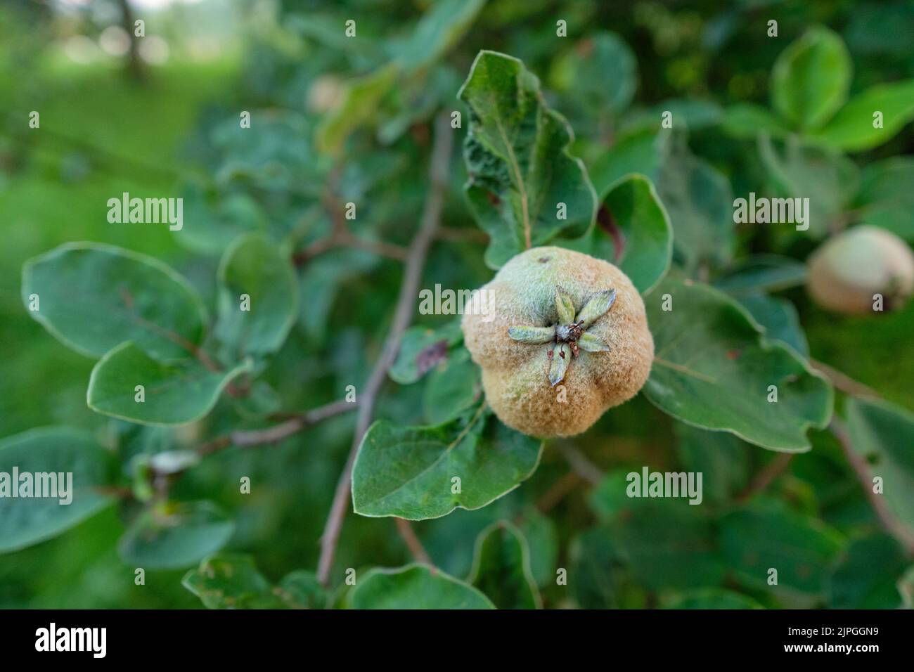 quince, quince tree, quinces, quince trees Stock Photo Alamy