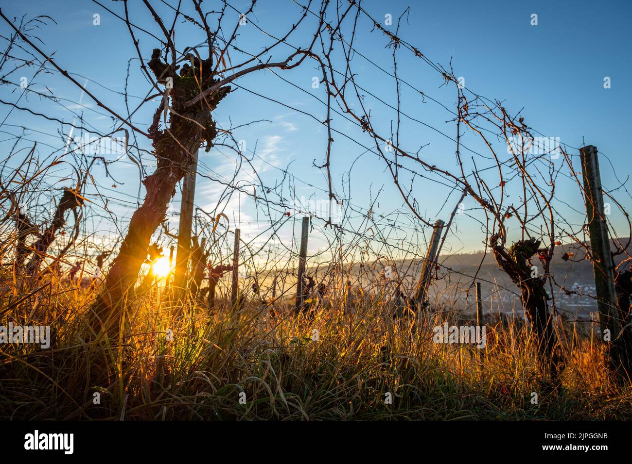 vineyard, vine, vineyards, vines Stock Photo Alamy