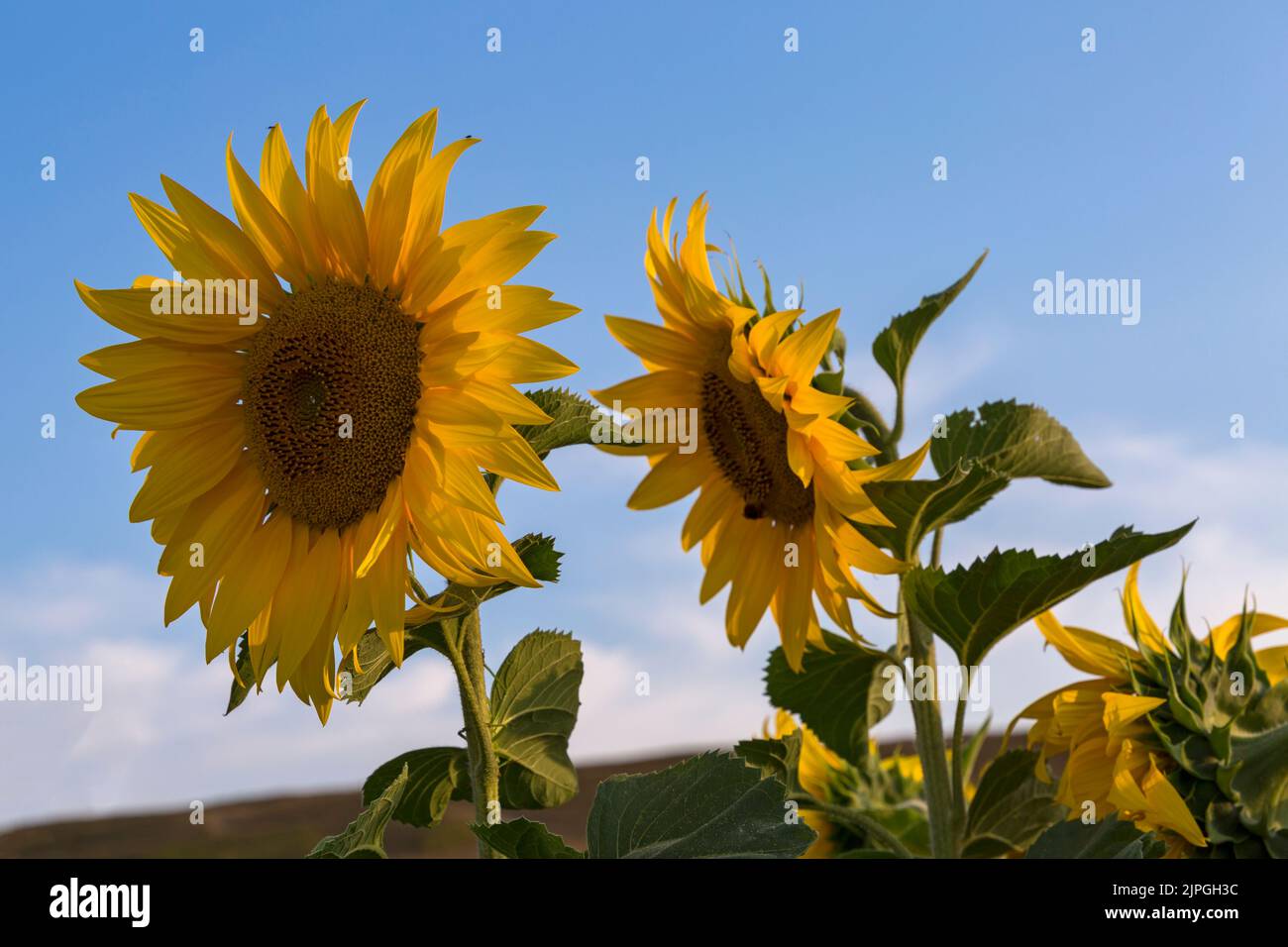 Yellow sunflowers growing at Dorset Sunflower Trail, Maiden Castle Farm, Dorchester, Dorset UK