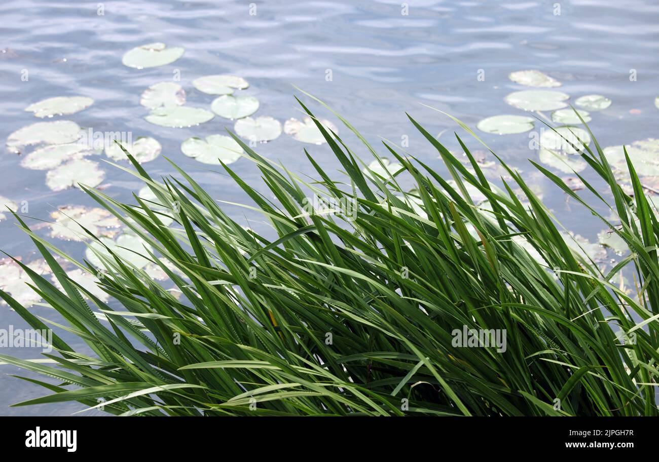 lake, reed, lakes, reeds Stock Photo Alamy