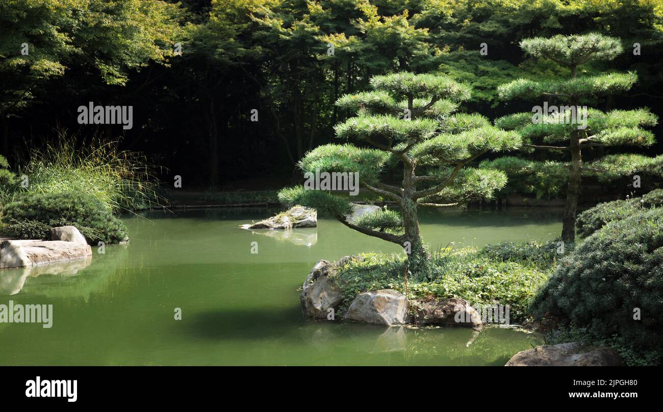 japanese garden, nordpark düsseldorf, japanische kiefer, japanese, japanese gardens Stock Photo