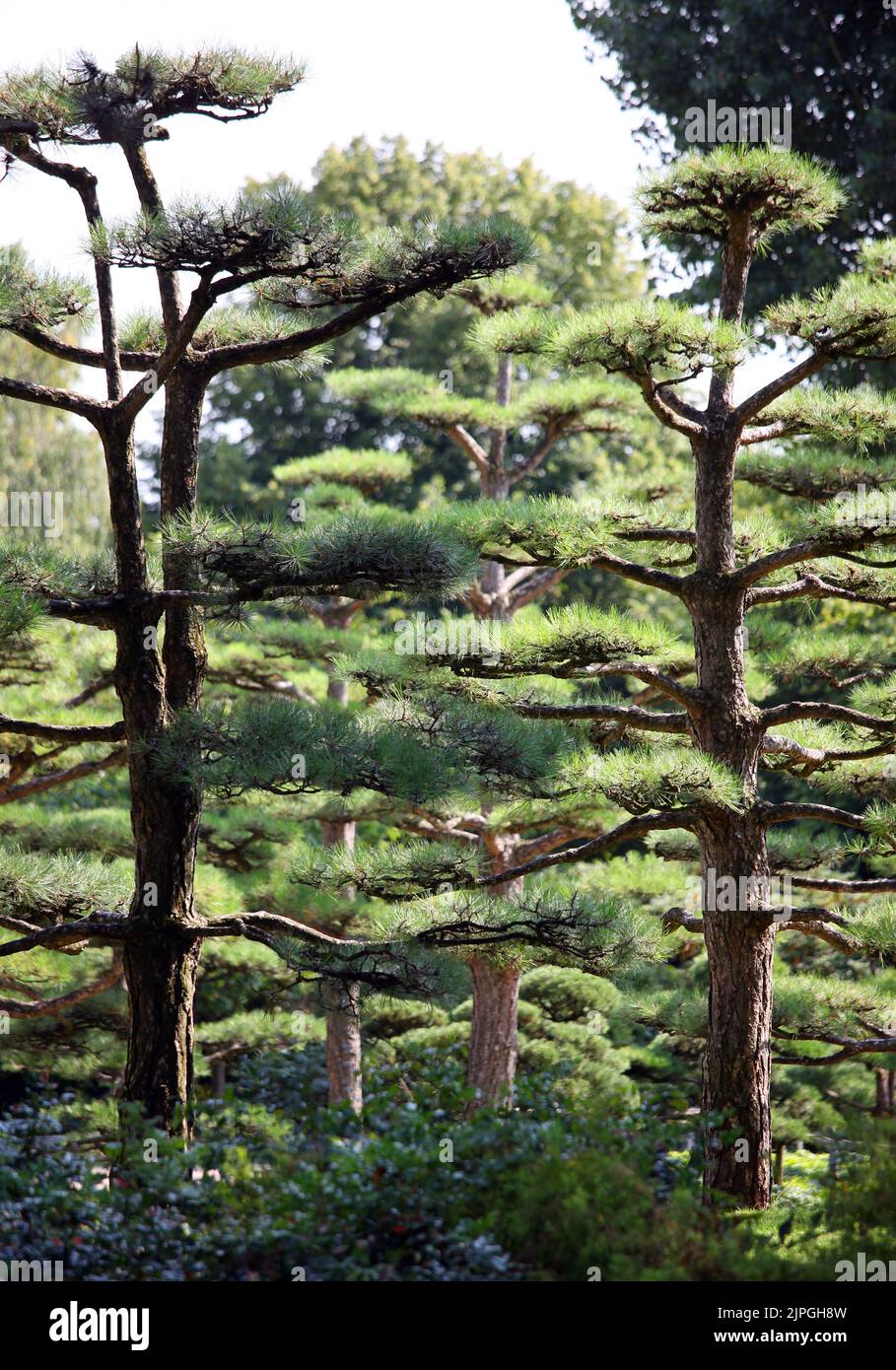 japanese garden, japanische kiefer, nordpark düsseldorf, japanese, japanese gardens Stock Photo