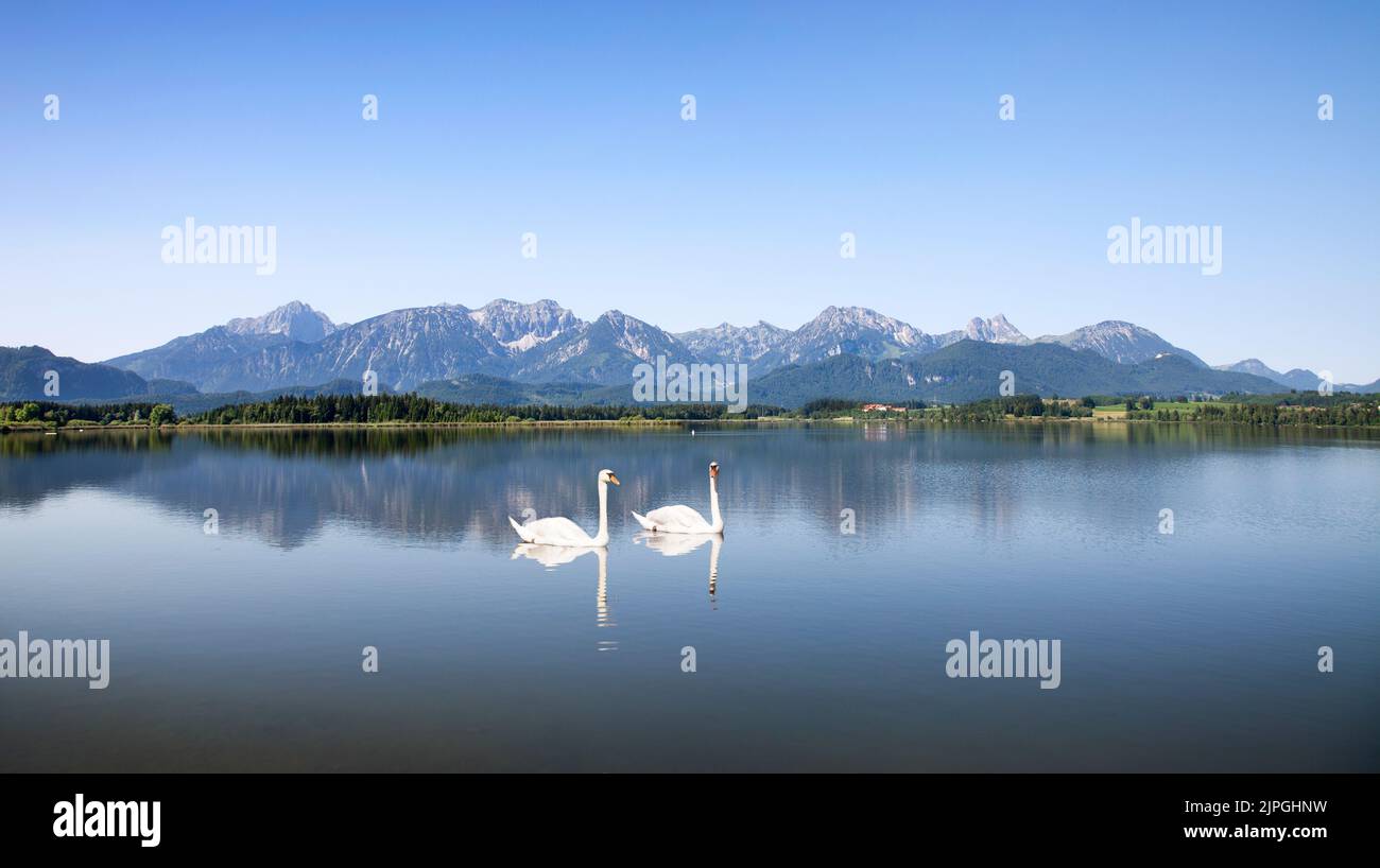 swans, hopfensee, swan, hopfensees Stock Photo