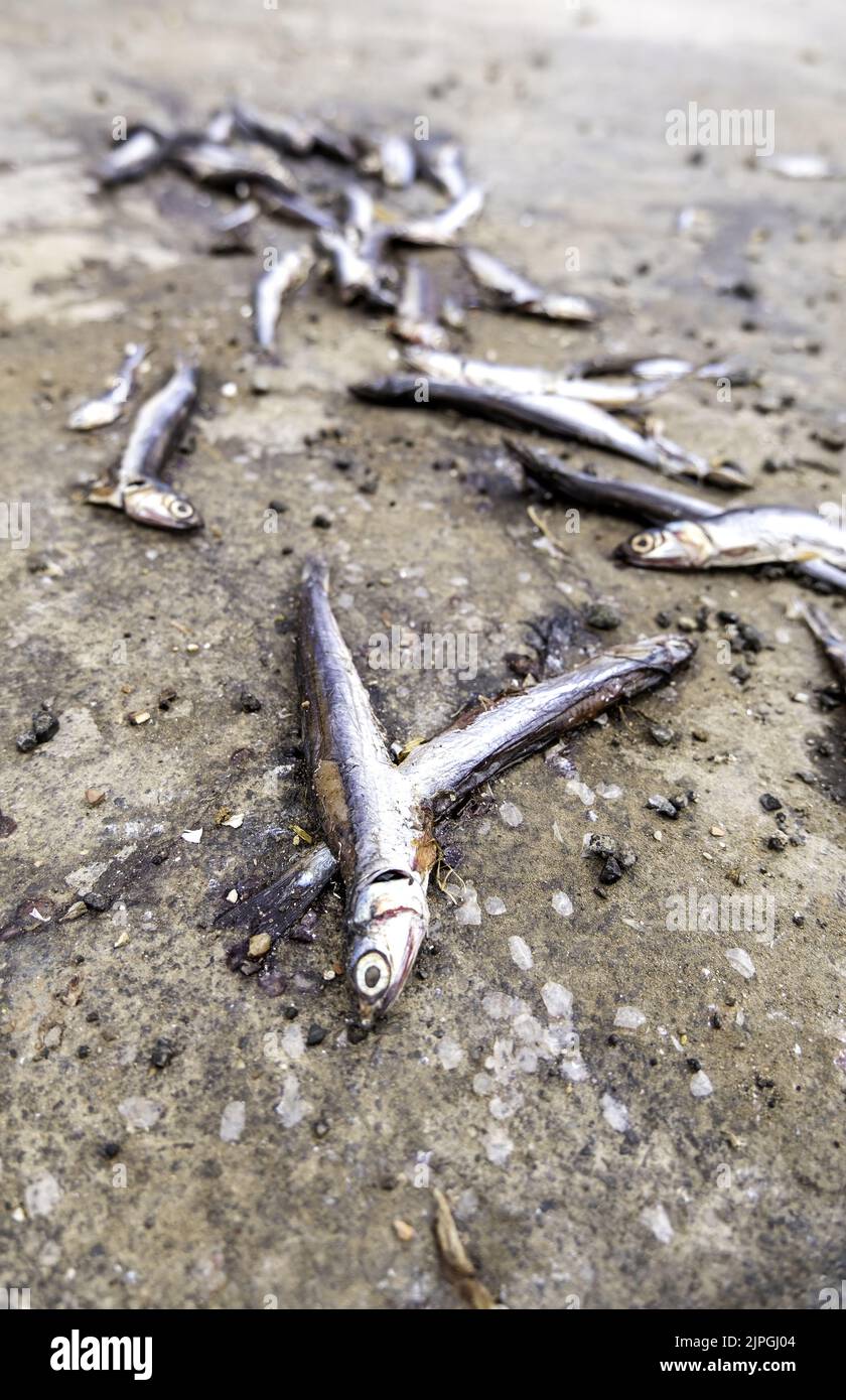 Detail of spoiled fish, food in the garbage Stock Photo