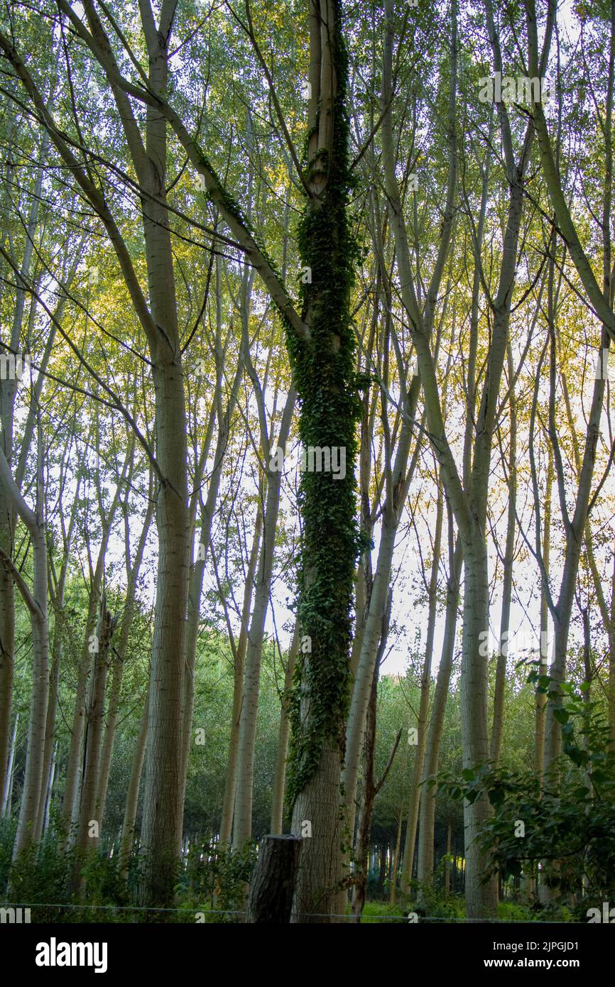 Tall trees in a forest hi-res stock photography and images - Alamy