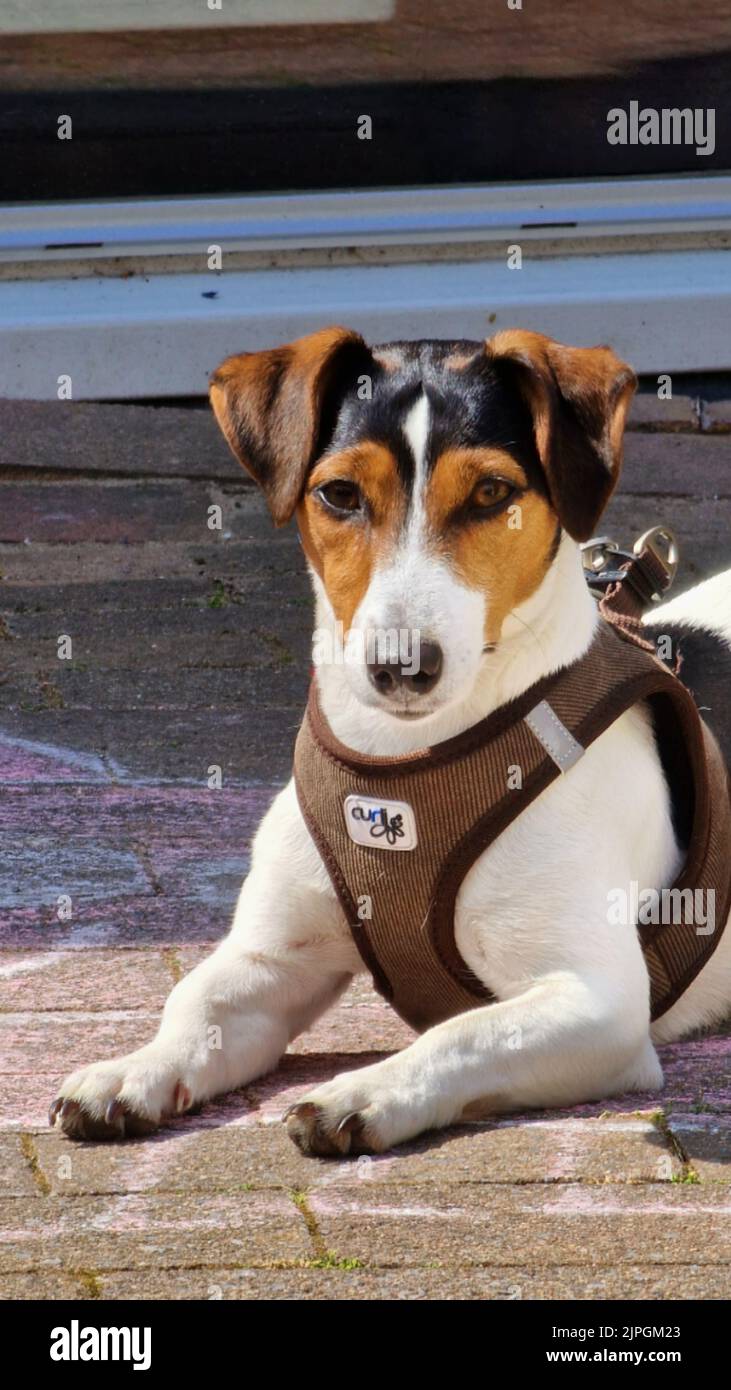 A vertical closeup of Jack Russell Terrier wearing a vest Stock Photo
