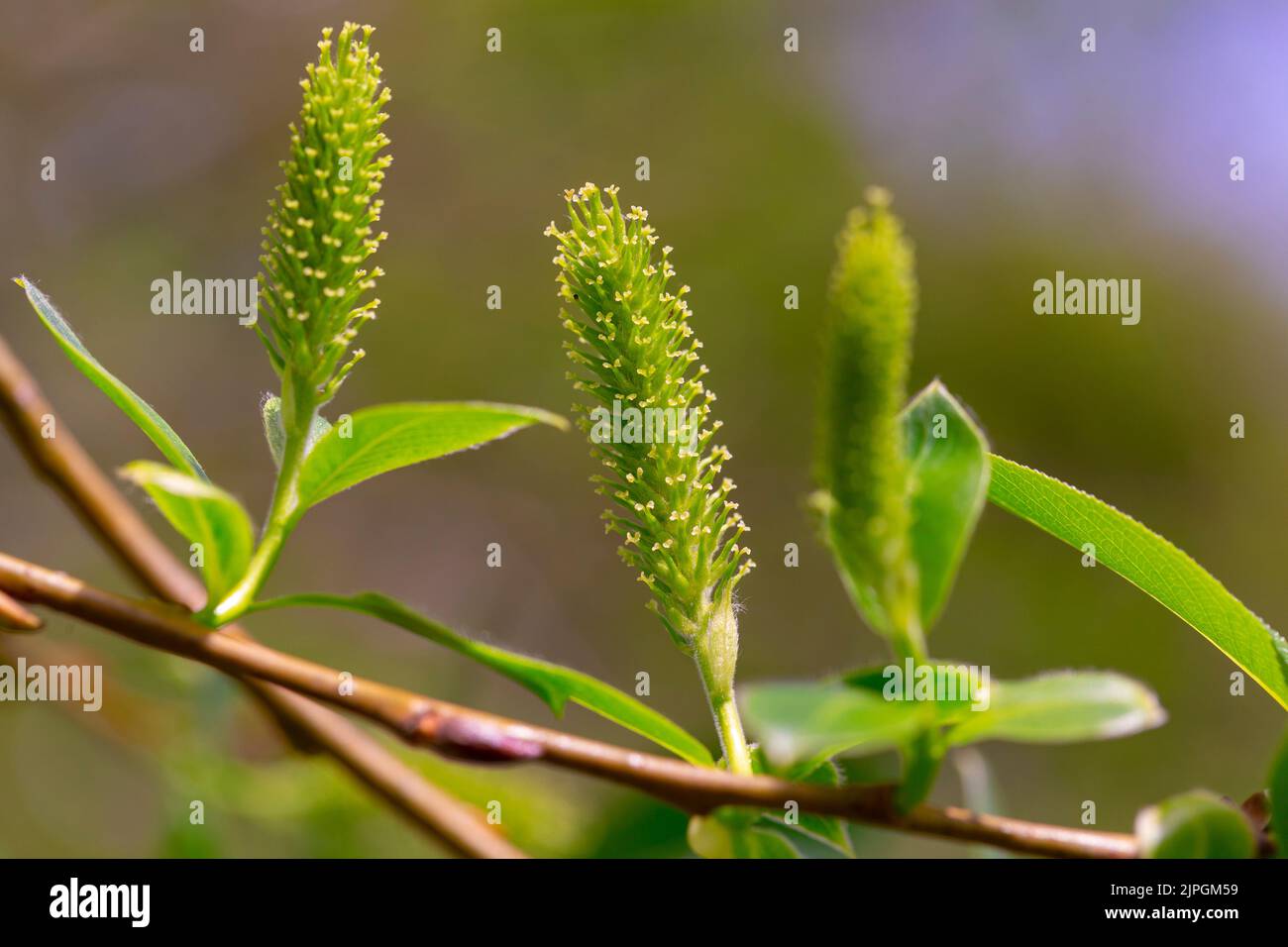 Female flowers of Salix pentandra Stock Photo