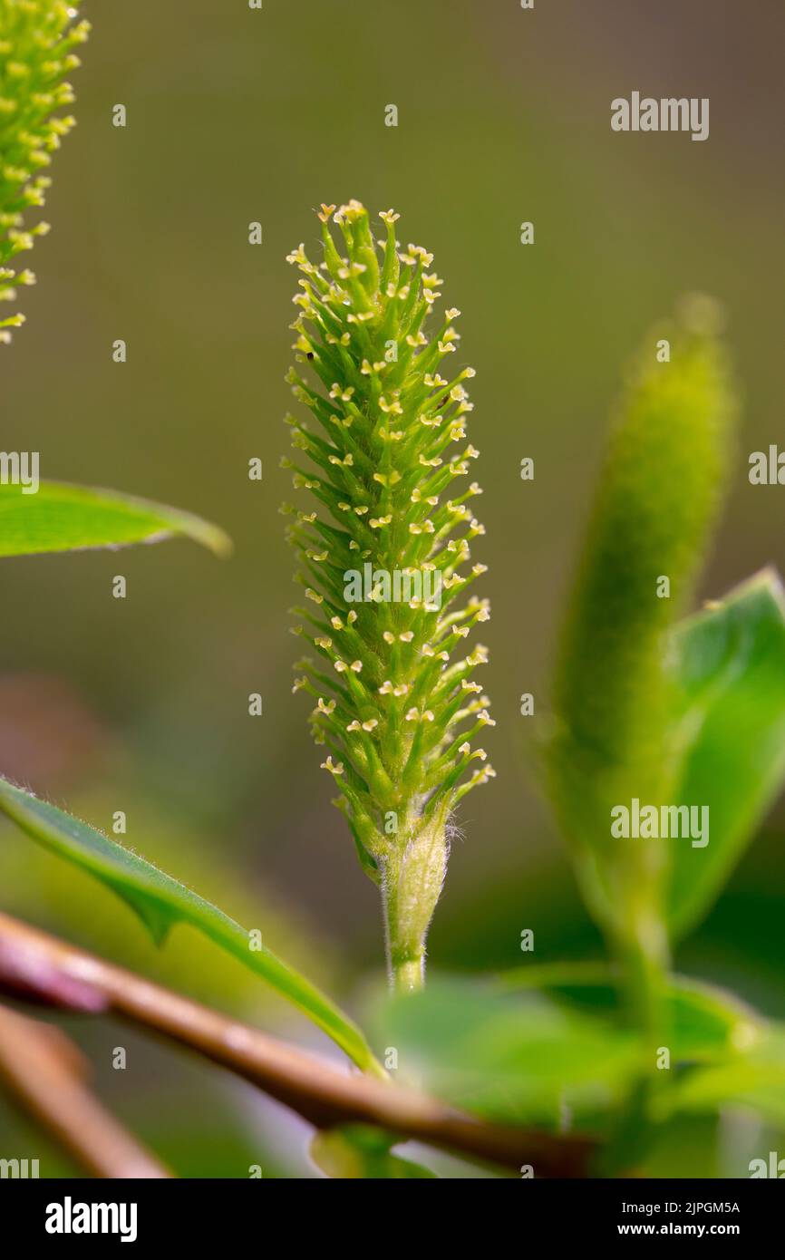 Female flowers of Salix pentandra Stock Photo