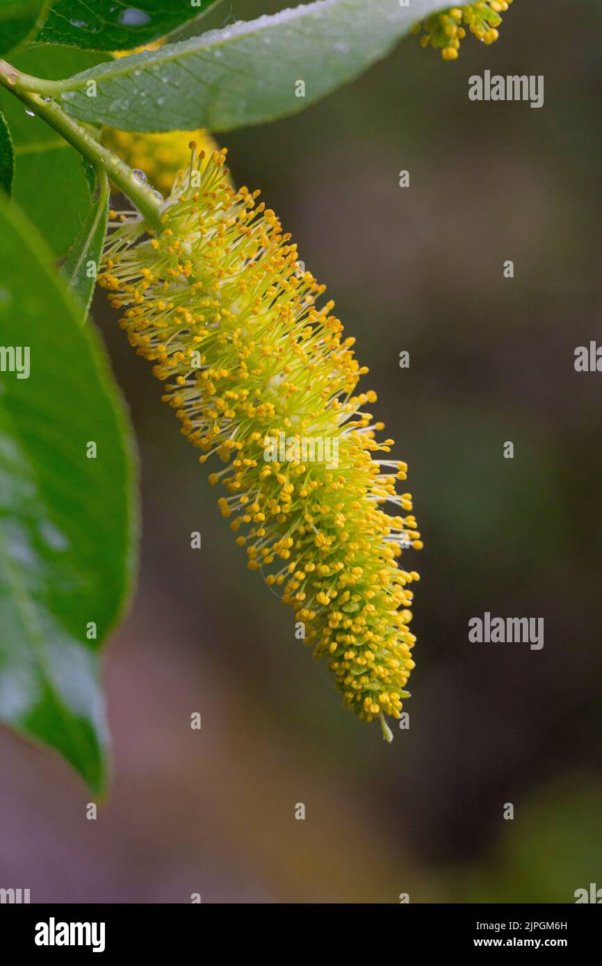 Male flowers of Salix pentandra Stock Photo