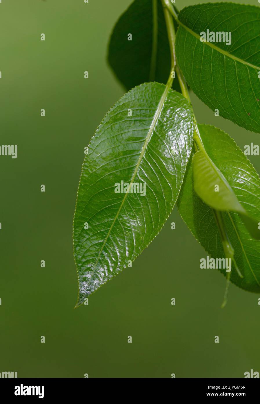 Salix pentandra leaf Stock Photo