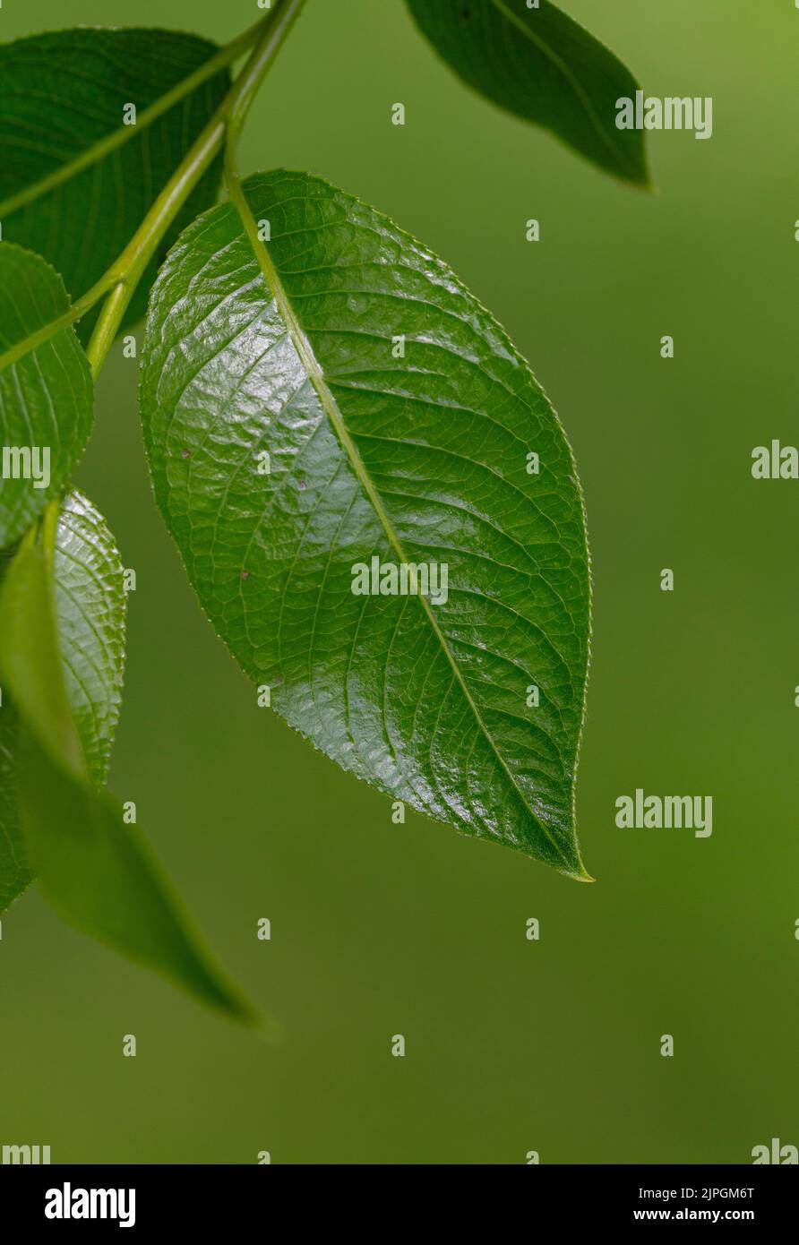 Salix pentandra leaf Stock Photo