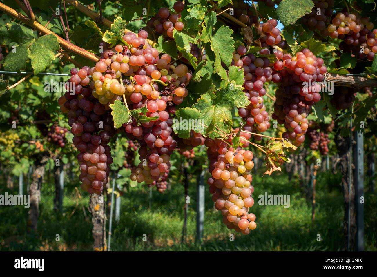 wine, grapes, vine, wines, grape, vines Stock Photo Alamy