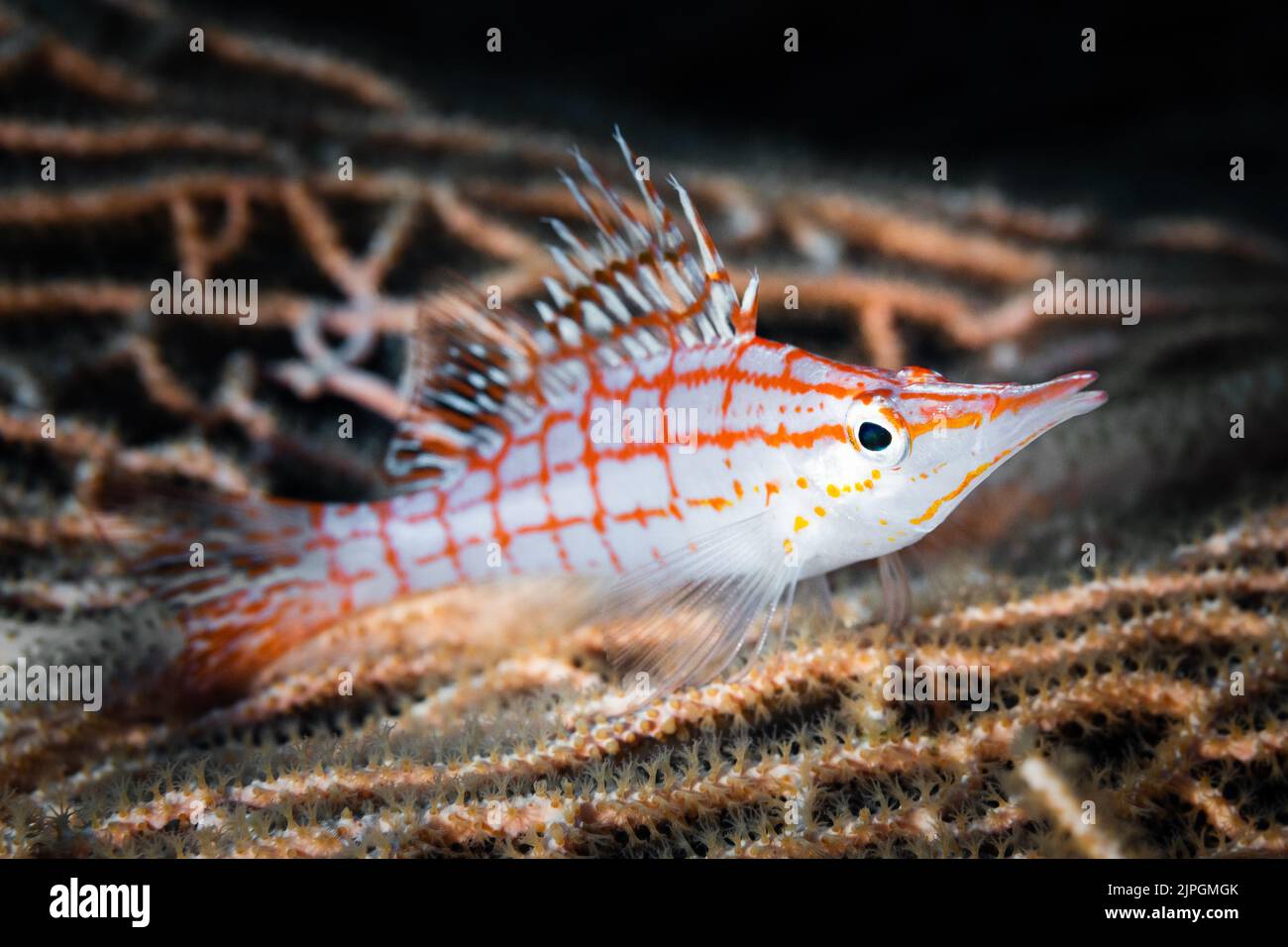 Longnose Hawkfish on Gorgonia while diving at Police Station, Small Giftun in Egypt, Red Sea Stock Photo