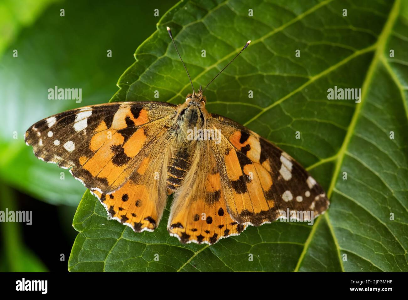 Painted Lady butterfly - Vanessa cardui, beautiful colored butterfly from European meadows and grasslands, Zlin, Czech Republic. Stock Photo