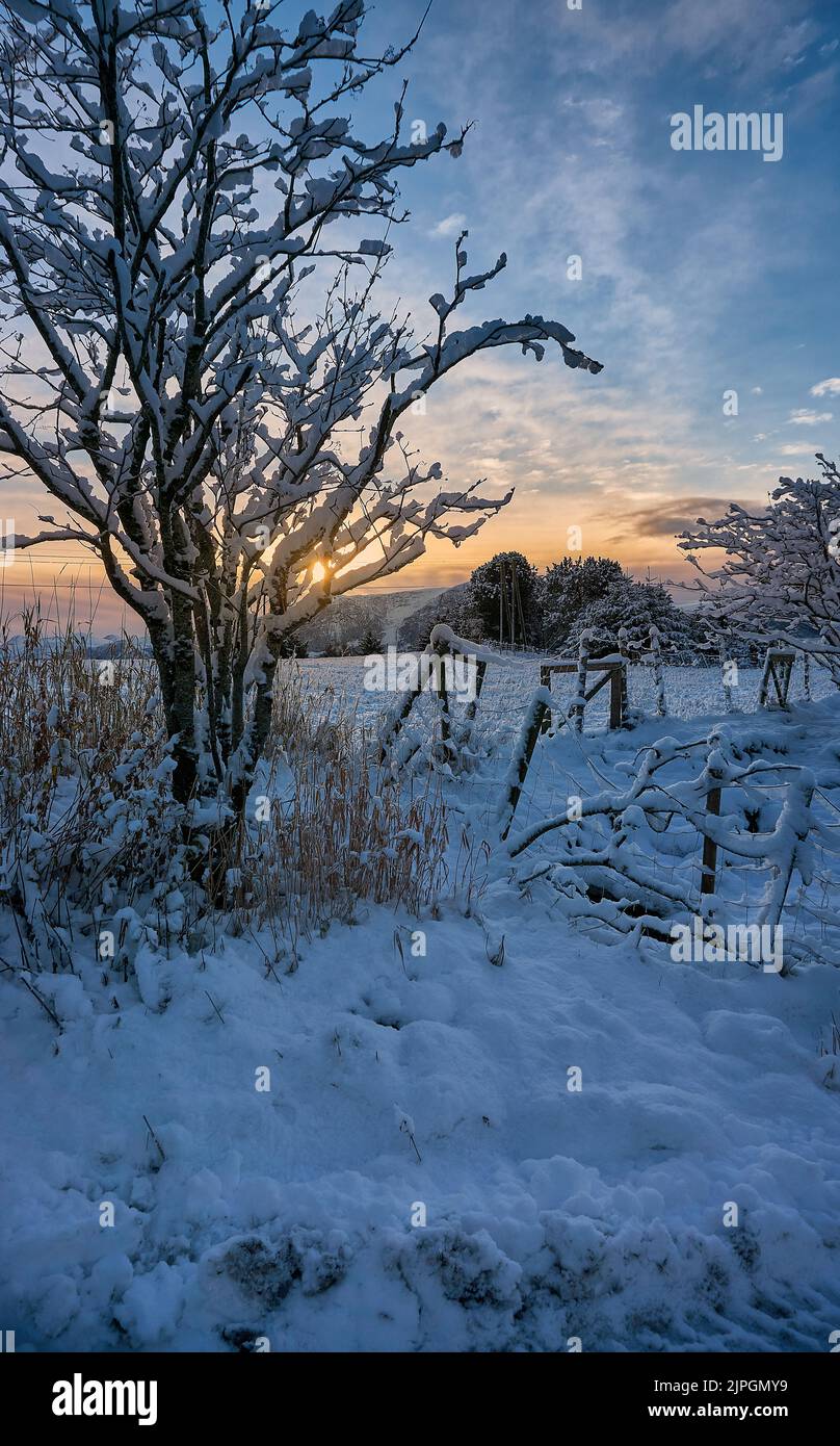 Lonely tree in winter landscape, Godøy, Sunnmøre, Møre og Romsdal, Norway. Stock Photo
