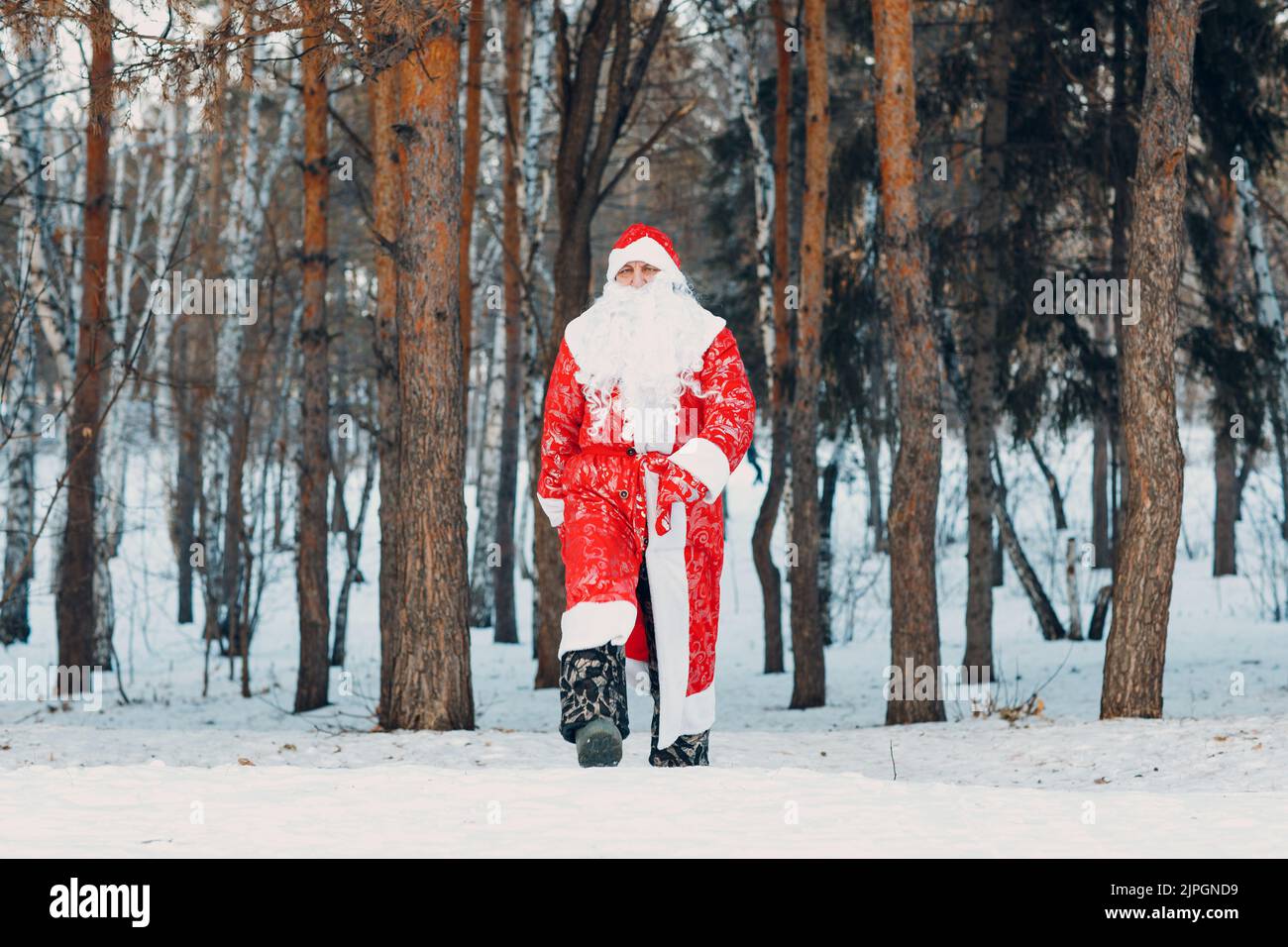 Santa Claus with tall white beard walking in the winter forest. Stock Photo