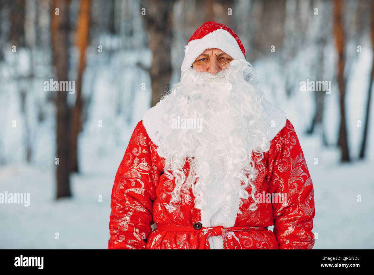 Santa Claus with long white beard portrait in the winter forest. Stock Photo