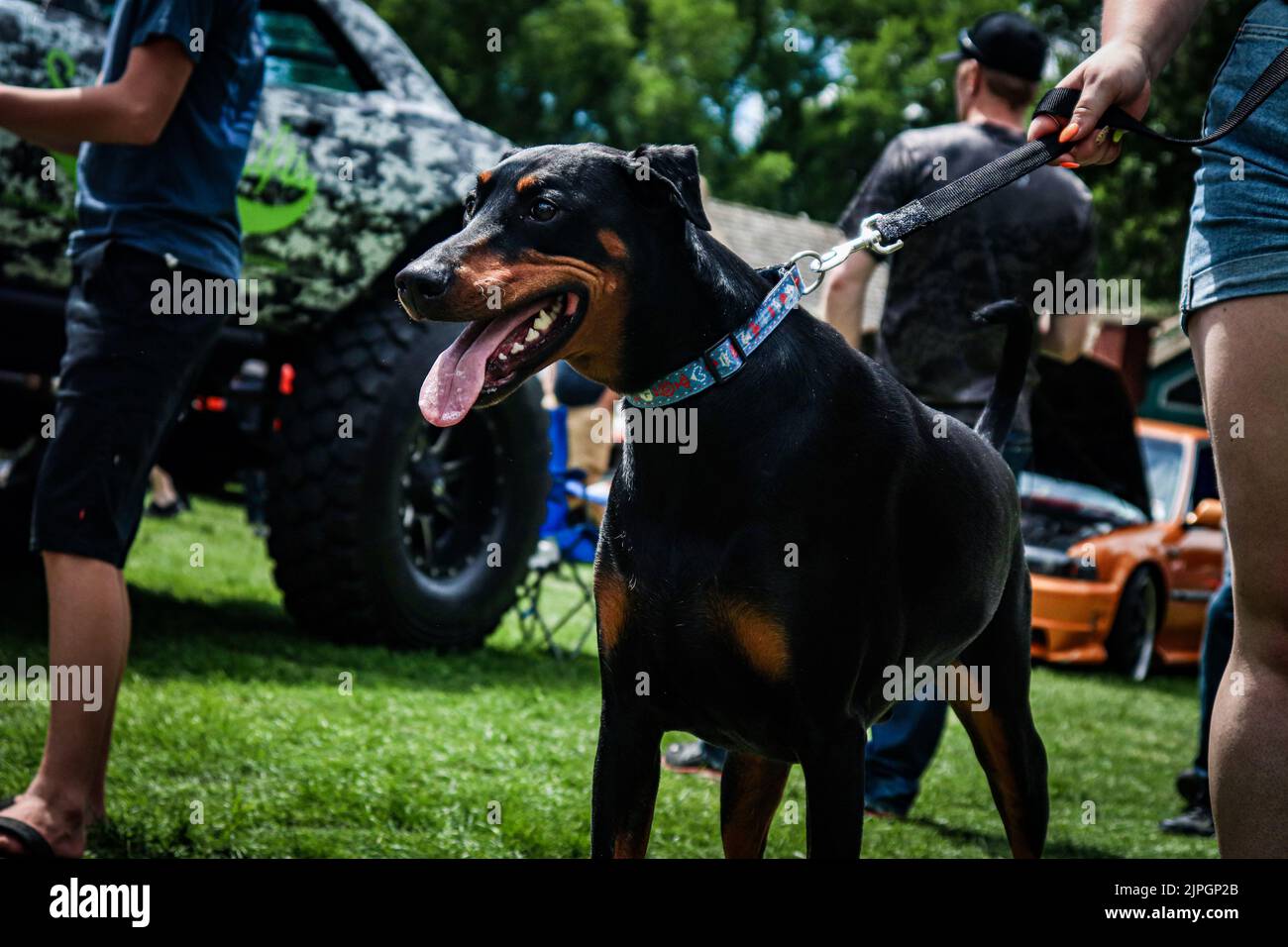 A closeup of female hands holding Dobermann with dog leash in street Stock Photo