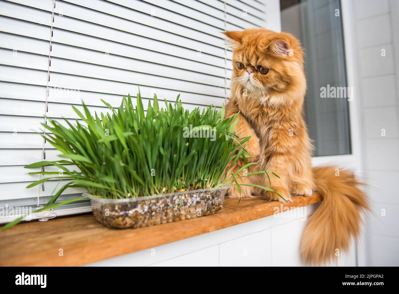 Cat is eating fresh green grass. Cat grass, pet grass. Natural hairball