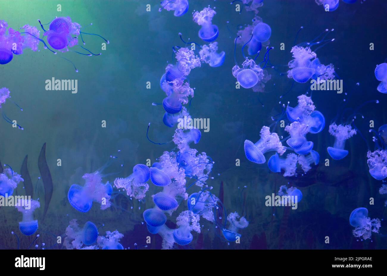 jellyfish, floating bell, jellyfishs, australian spotted jellyfish ...