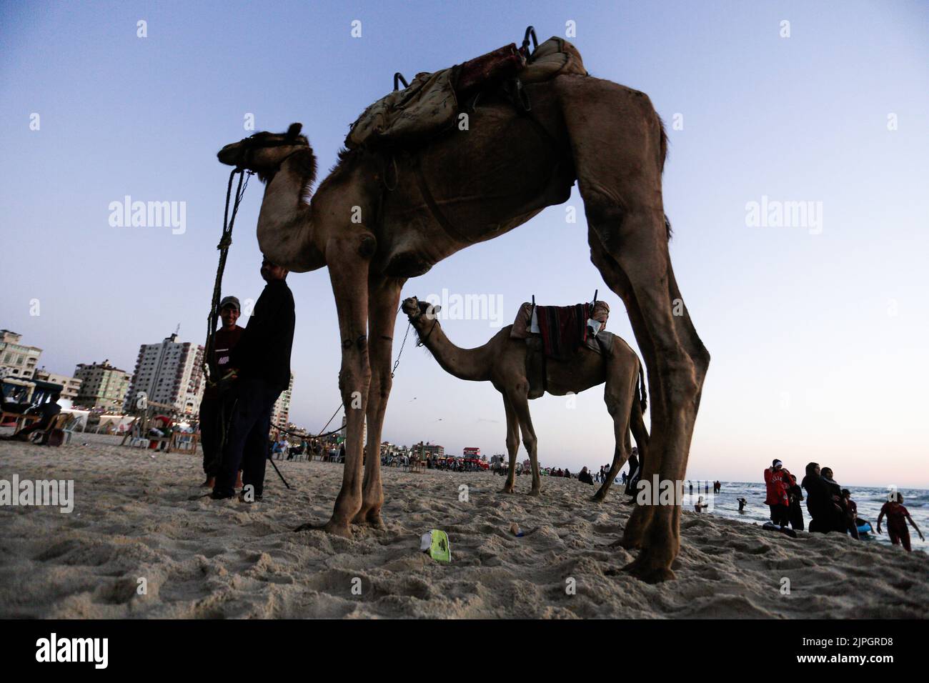 Gaza, Palestine. 17th Aug, 2022. Palestinian men walk with their camels ...