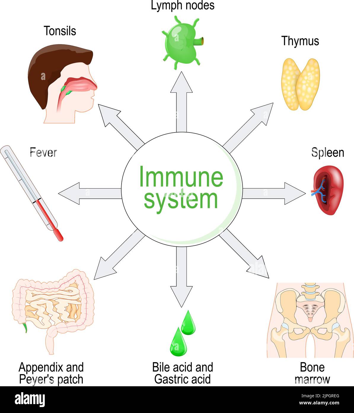 Immune system. Organs and function. vector diagram Stock Vector