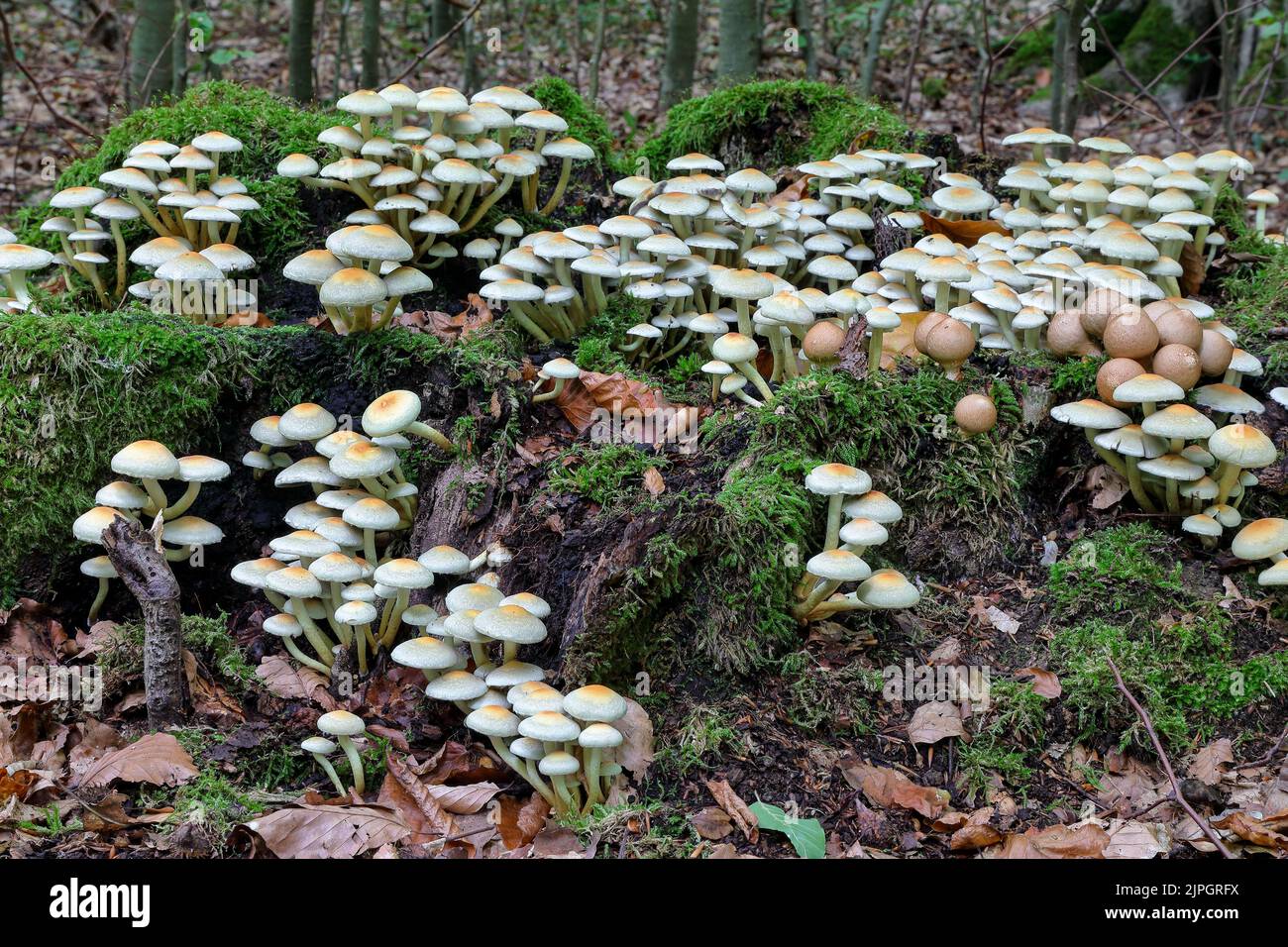 hypholoma, träuschlingsverwandte, hypholomas Stock Photo