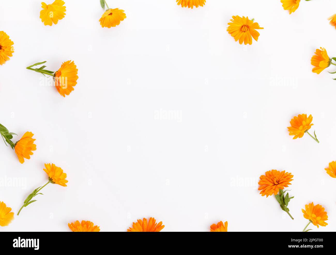 Calendula. Marigold flower isolated on white background. Top view. Flat lay pattern Stock Photo