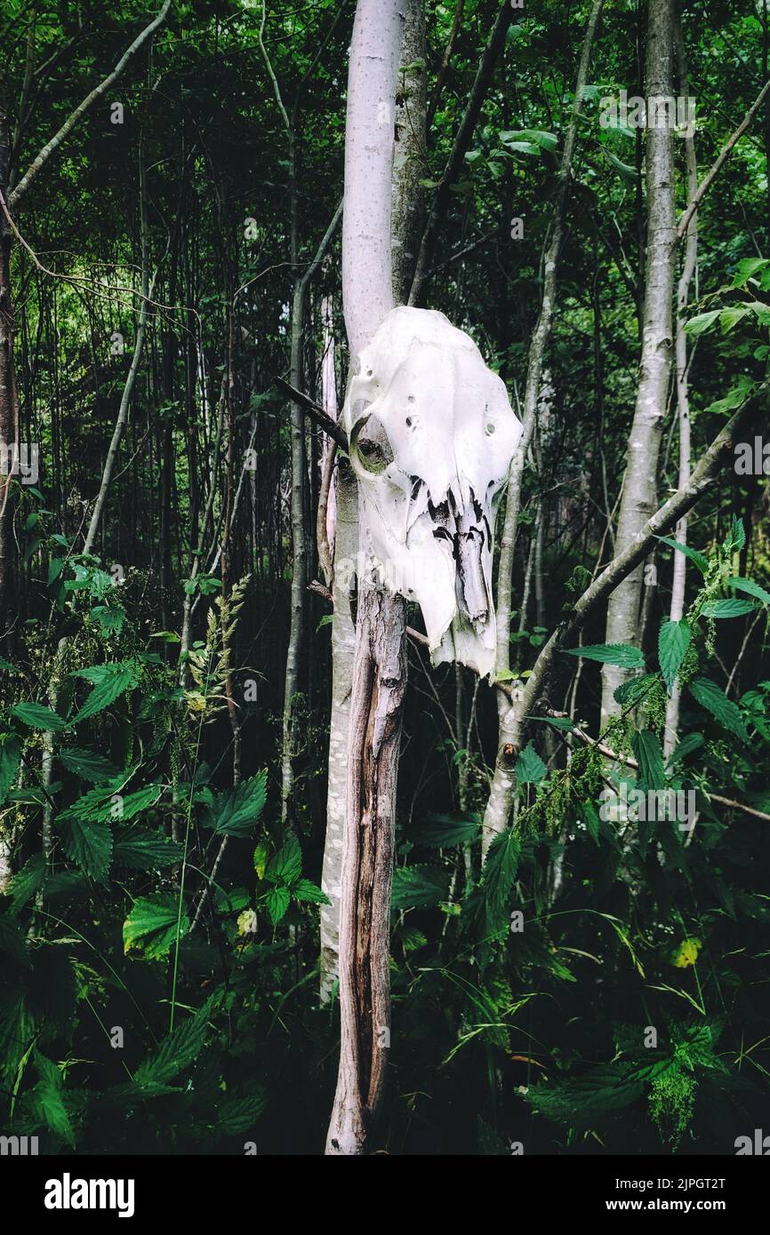 White animal skull hanging on a tree in the woods in Latvia, creepy and sinister Stock Photo