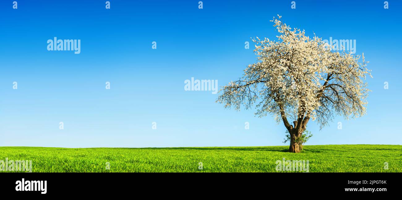 Fruit tree meadow in spring hi-res stock photography and images - Alamy