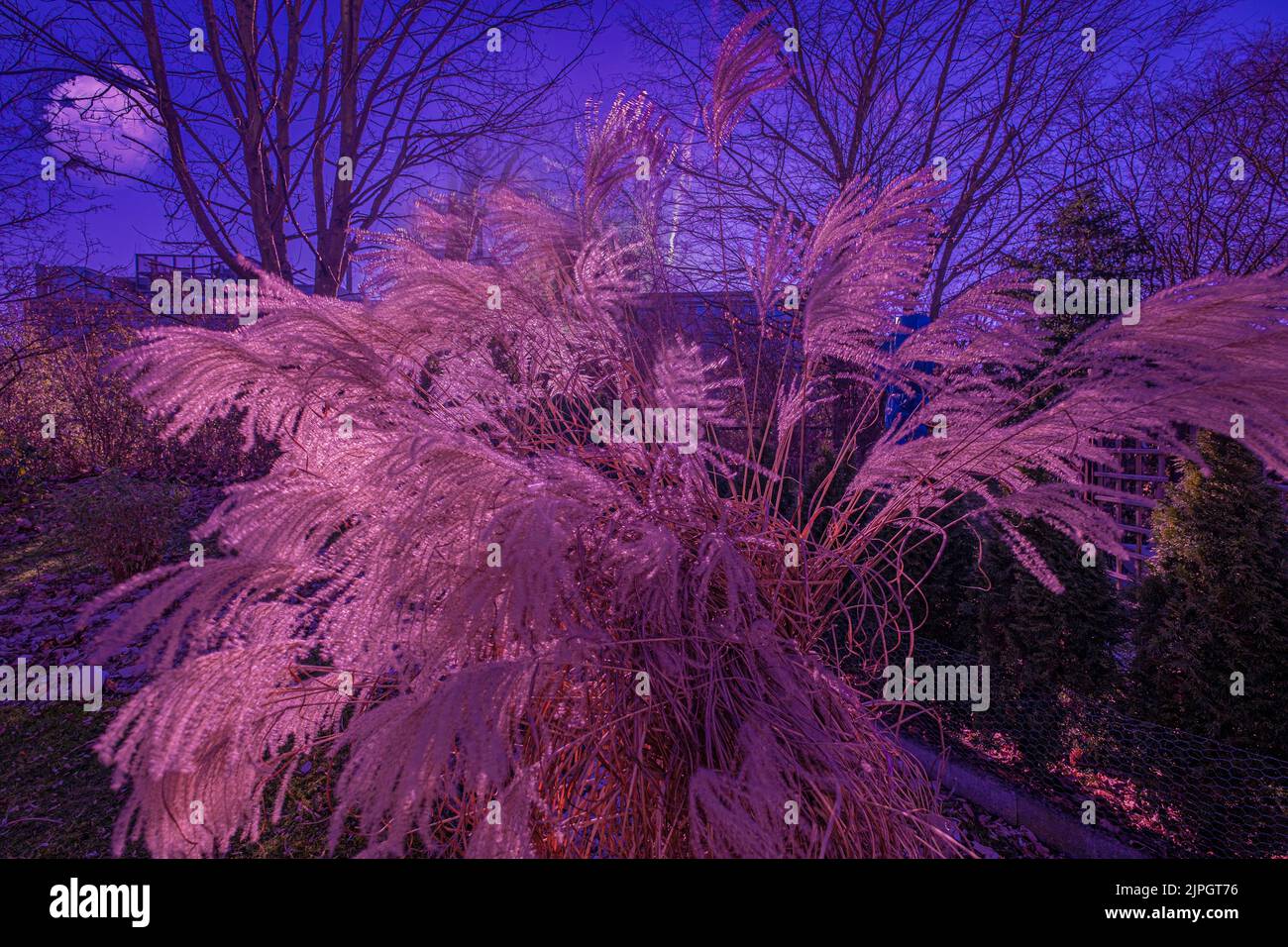 Ornamental grass in the garden with spreading fronds in the purple